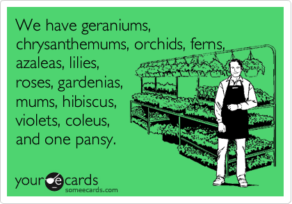 We have geraniums, chrysanthemums, orchids, ferns,
azaleas, lilies,
roses, gardenias,
mums, hibiscus,
violets, coleus,
and one pansy. 