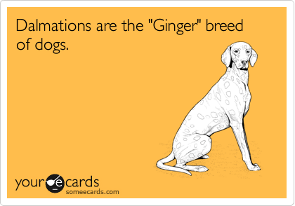 Dalmations are the "Ginger" breed of dogs.