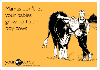 Mamas don't let 
your babies 
grow up to be 
boy cows 