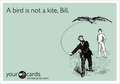 A bird is not a kite, Bill.