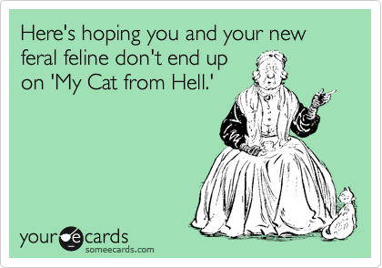 Here's hoping you and your new feral feline don't end up
on 'My Cat from Hell.'