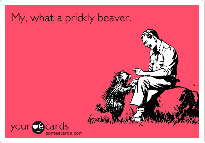 My, what a prickly beaver.                       