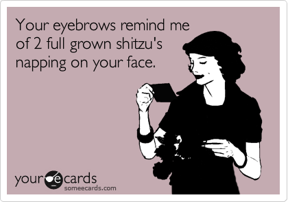 Your eyebrows remind me
of 2 full grown shitzu's
napping on your face. 