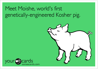 Meet Moishe, world's first genetically-engineered Kosher pig.