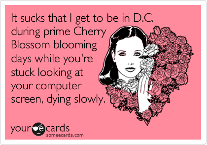 It sucks that I get to be in D.C. during prime Cherry
Blossom blooming
days while you're
stuck looking at
your computer
screen, dying slowly.