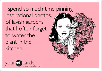 I spend so much time pinning inspirational photos,
of lavish gardens,
that I often forget 
to water the
plant in the
kitchen.