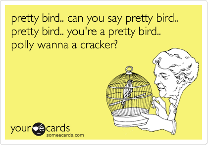 pretty bird.. can you say pretty bird..
pretty bird.. you're a pretty bird..
polly wanna a cracker?