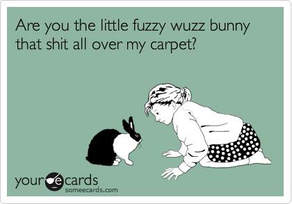 Are you the little fuzzy wuzz bunny that shit all over my carpet?