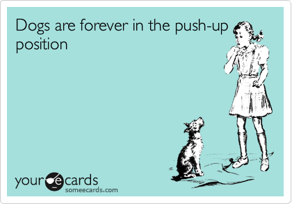 Dogs are forever in the push-up
position