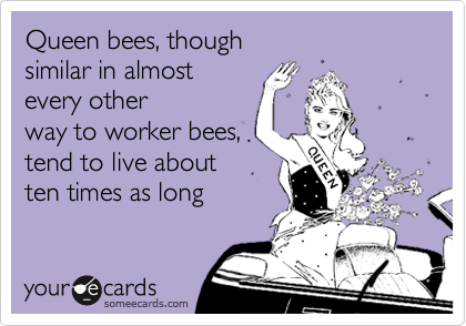 Queen bees, though 
similar in almost 
every other
way to worker bees, 
tend to live about 
ten times as long  