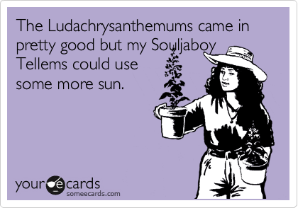 The Ludachrysanthemums came in pretty good but my Souljaboy Tellems could use
some more sun.