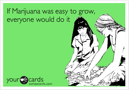 If Marijuana was easy to grow,
everyone would do it