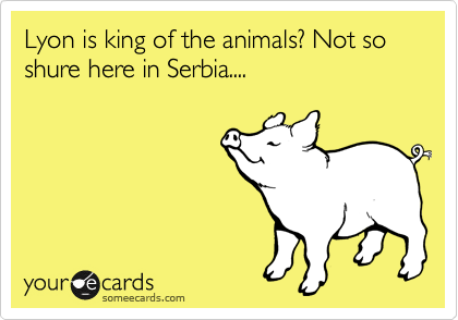 Lyon is king of the animals? Not so shure here in Serbia....