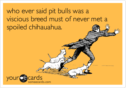 who ever said pit bulls was a viscious breed must of never met a spoiled chihauahua.