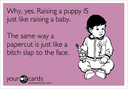 Why, yes. Raising a puppy IS
just like raising a baby.

The same way a
papercut is just like a
bitch slap to the face.