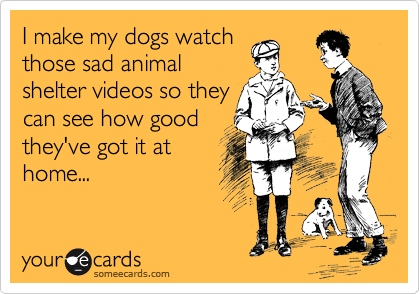 I make my dogs watch
those sad animal
shelter videos so they
can see how good
they've got it at
home...