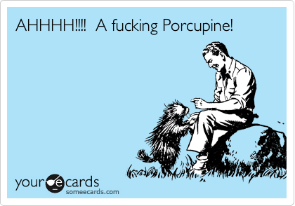 AHHHH!!!!  A fucking Porcupine!