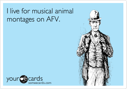 I live for musical animal
montages on AFV.