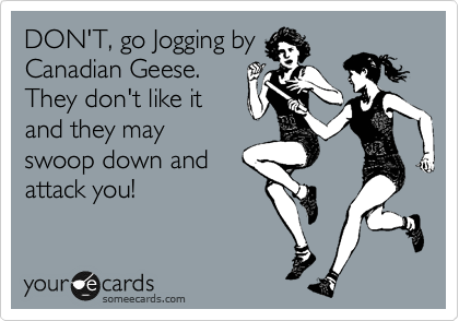 DON'T, go Jogging by
Canadian Geese. 
They don't like it
and they may
swoop down and
attack you!   