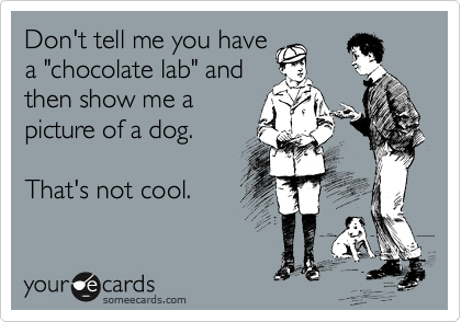 Don't tell me you have 
a "chocolate lab" and 
then show me a 
picture of a dog.

That's not cool. 

