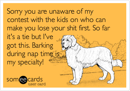 Sorry you are unaware of my contest with the kids on who can make you lose your shit first. So far it's a tie but I've
got this. Barking
during nap time is
my specialty!