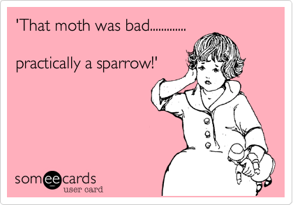 'That moth was bad.............

practically a sparrow!'