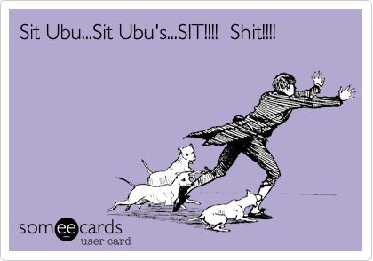 Sit Ubu...Sit Ubu's...SIT!!!!  Shit!!!!