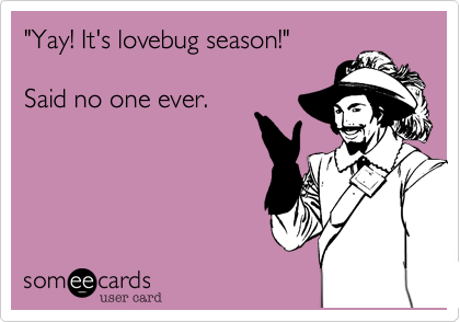 "Yay! It's lovebug season!"

Said no one ever.
