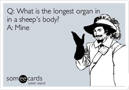 Q: What is the longest organ in
in a sheep's body?
A: Mine