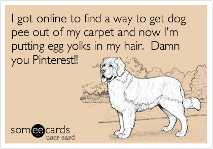 I got online to find a way to get dog pee out of my carpet and now I'm putting egg yolks in my hair.  Damn you Pinterest!!
