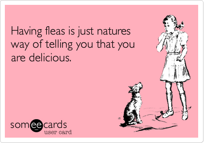 
Having fleas is just natures
way of telling you that you
are delicious.