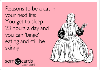 Reasons to be a cat in 
your next life: 
You get to sleep
23 hours a day and
you can 'binge'
eating and still be
skinny