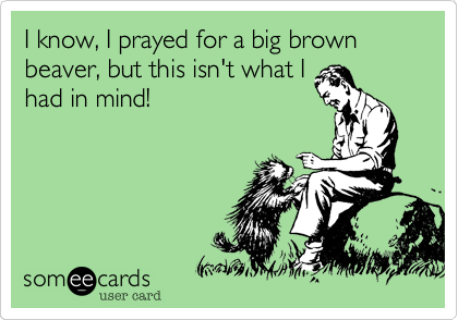 I know, I prayed for a big brown beaver, but this isn't what Ihad in mind!