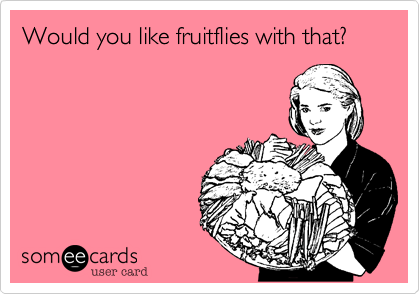 Would you like fruitflies with that?