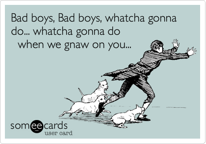 Bad boys, Bad boys, whatcha gonna    do... whatcha gonna do 
  when we gnaw on you...