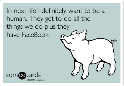 In next life I definitely want to be a human. They get to do all the things we do plus theyhave FaceBook.