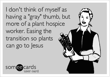 I don't think of myself ashaving a "gray" thumb, butmore of a plant hospiceworker. Easing thetransition so plantscan go to Jesus