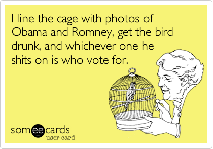 I line the cage with photos of Obama and Romney, get the bird drunk, and whichever one heshits on is who vote for.