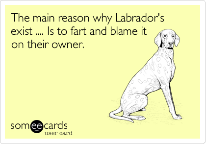 The main reason why Labrador's exist .... Is to fart and blame iton their owner.