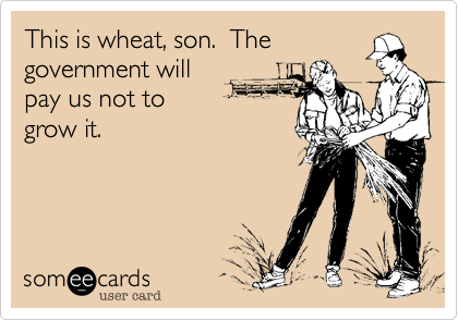 This is wheat, son.  Thegovernment will pay us not to grow it.