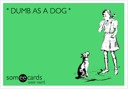 " DUMB AS A DOG "
