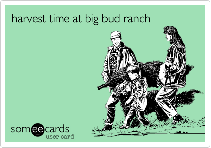 harvest time at big bud ranch