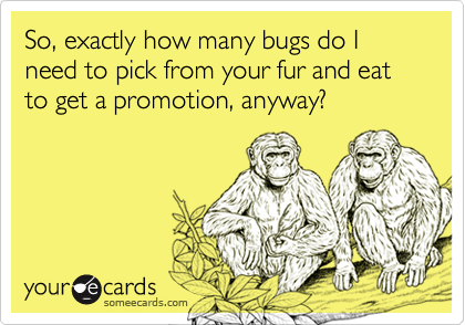 So, exactly how many bugs do I need to pick from your fur and eat to get a promotion, anyway?