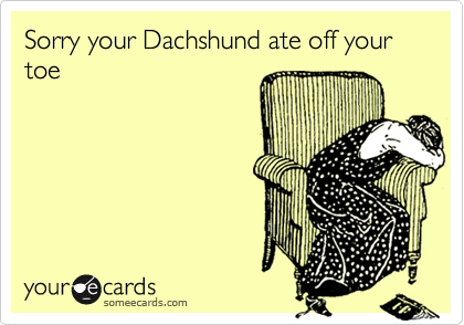 Sorry your Dachshund ate off your toe