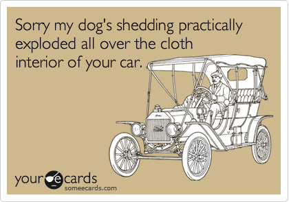 Sorry my dog's shedding practically exploded all over the cloth
interior of your car.