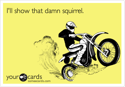 I'll show that damn squirrel.