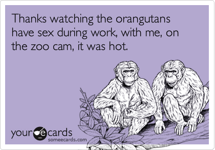 Thanks watching the orangutans have sex during work, with me, on the zoo cam, it was hot.