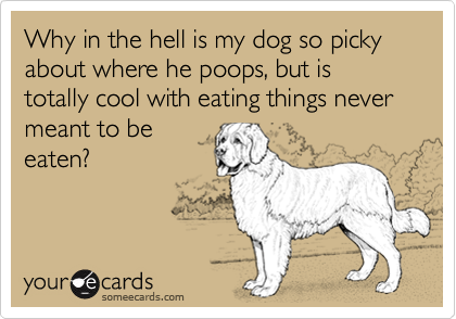 Why in the hell is my dog so picky about where he poops, but is totally cool with eating things never meant to be
eaten?