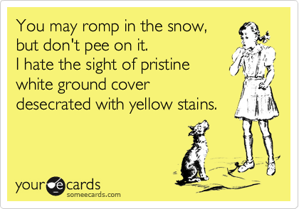 You may romp in the snow,
but don't pee on it.
I hate the sight of pristine 
white ground cover
desecrated with yellow stains.