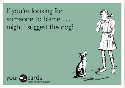 If you're looking for
someone to blame . . .
might I suggest the dog?